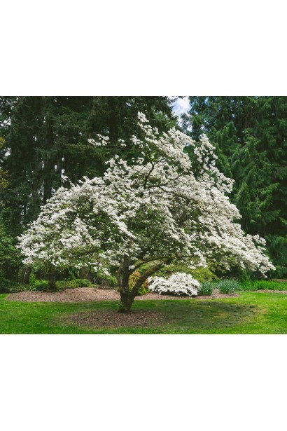 Ірга вільхолиста Слейт у дорослому віці 